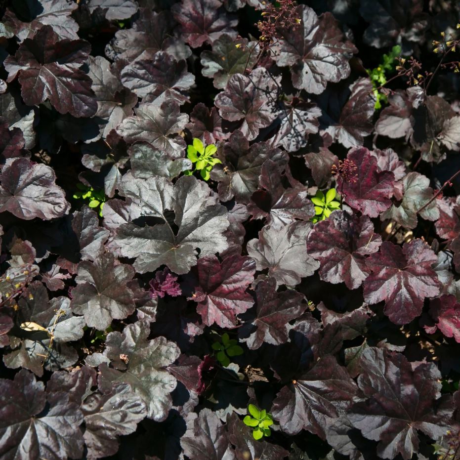 Heuchera micrantha 'Black Sea'